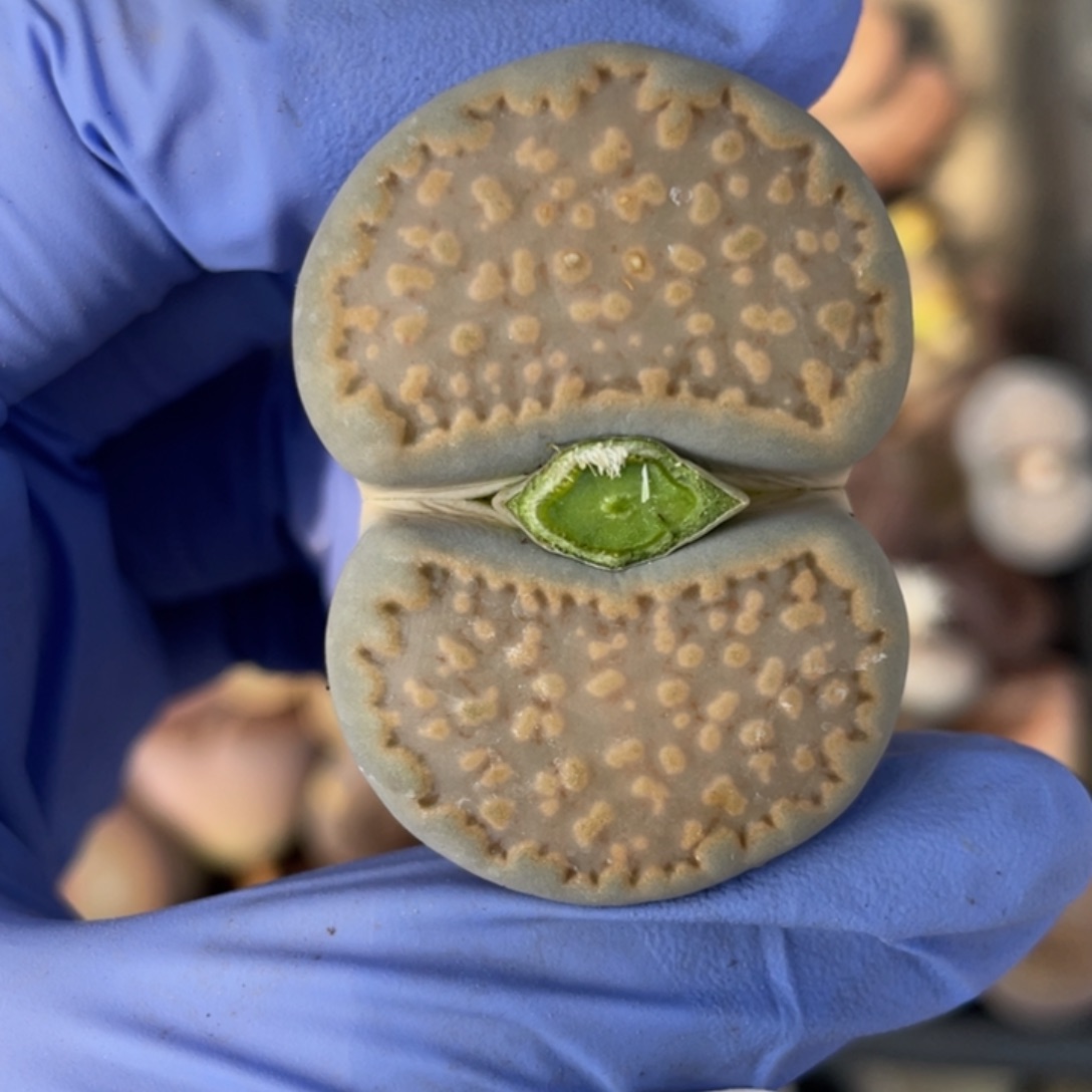 非偏远满20包邮482