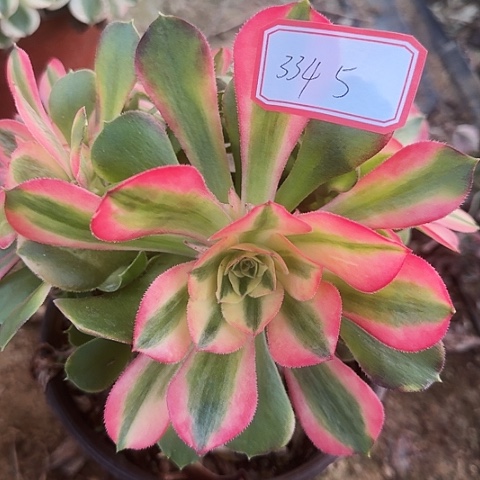 多肉植物香妃334号