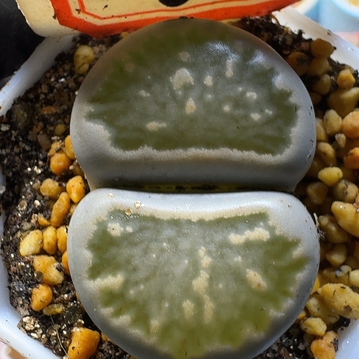 生石花111111。   水墨菊。  139