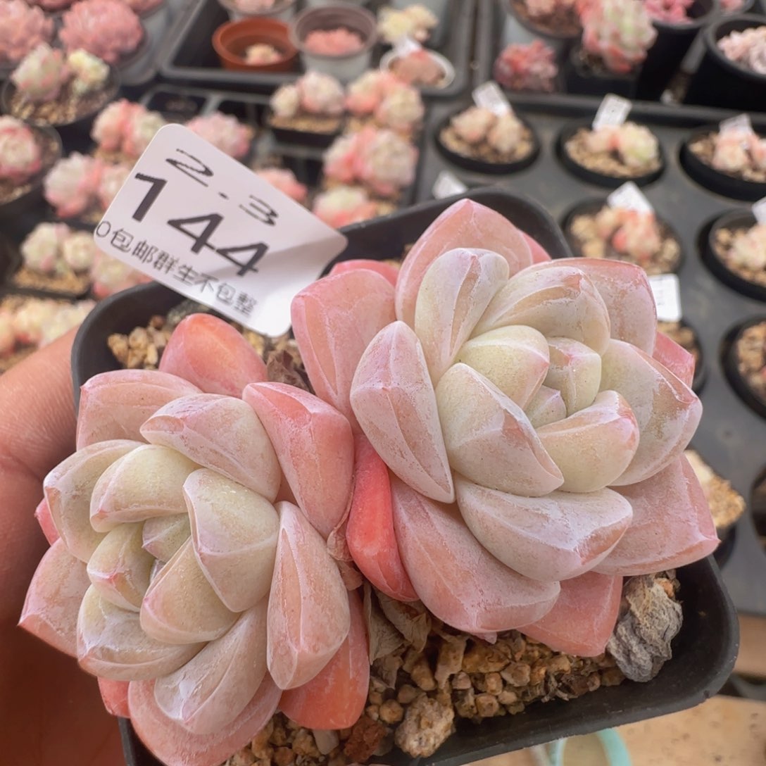 冰玉双头一颗脱土发货