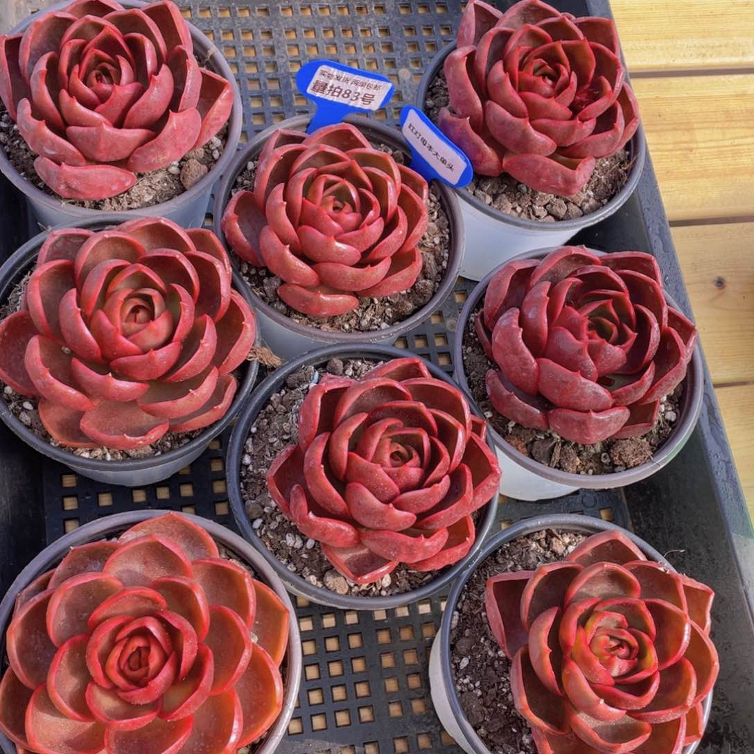 量拍83号 红灯母本大单头一个