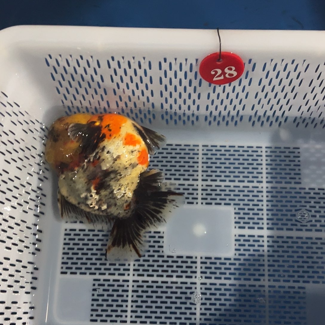 @***哥抖音上的小伙伴有