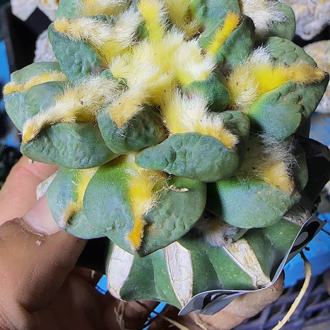 中筋钩尤龟甲463