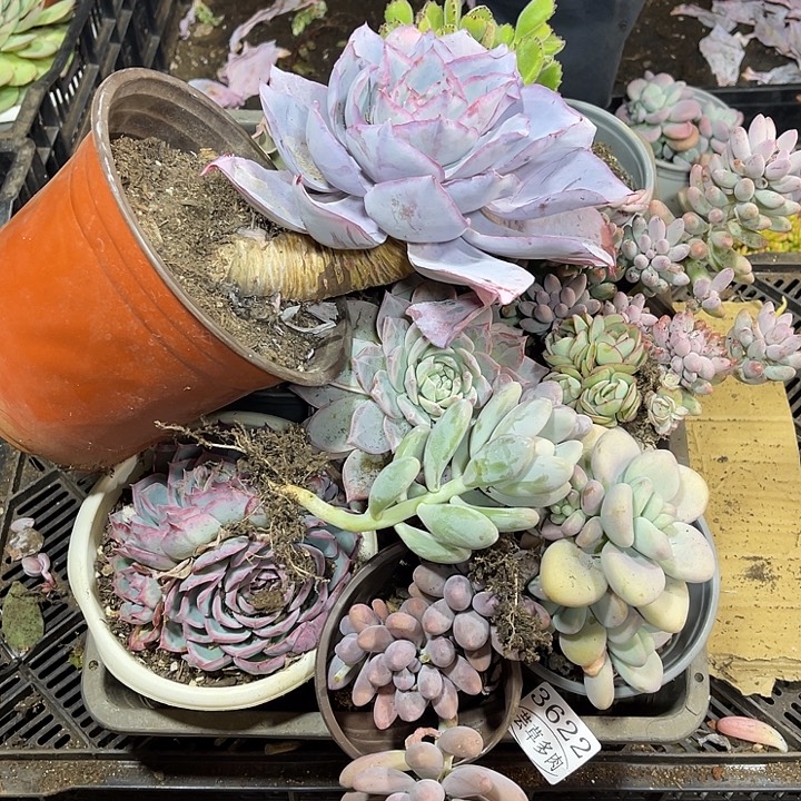 3622。整框拍，微瑕，介意慎拍。！