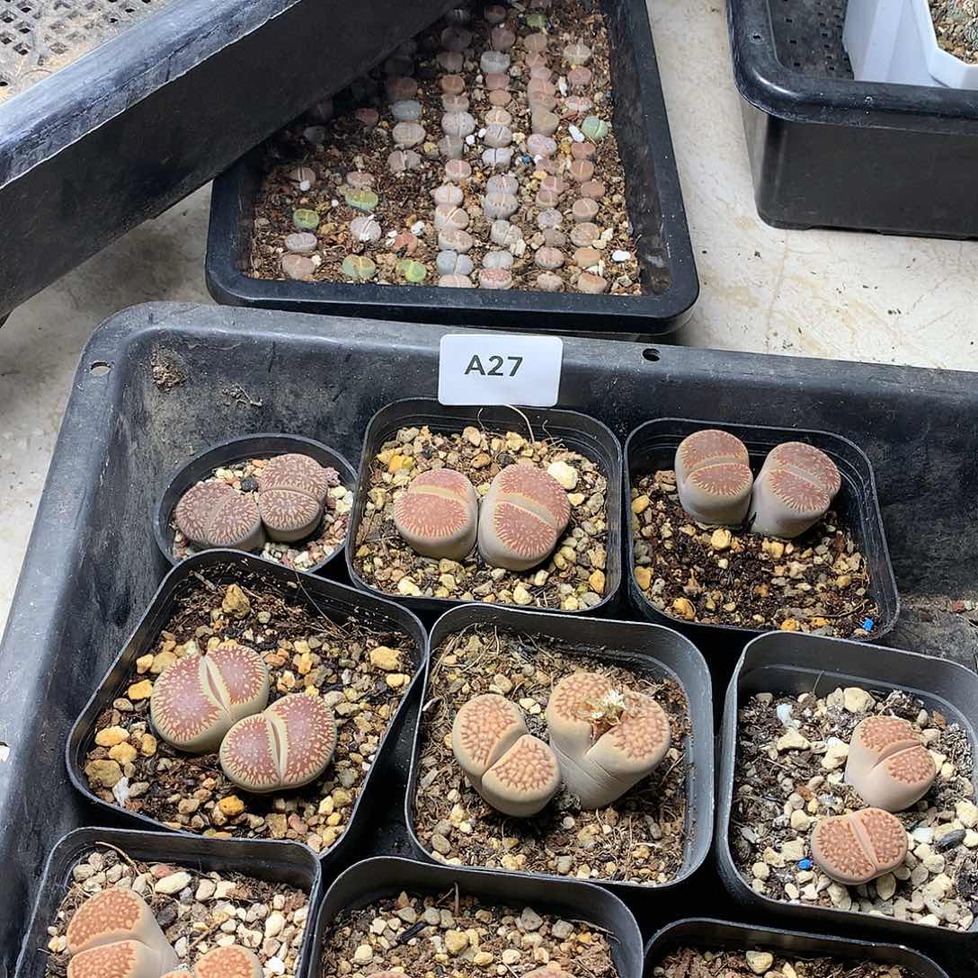 Y****首A27多肉植物保护研究所