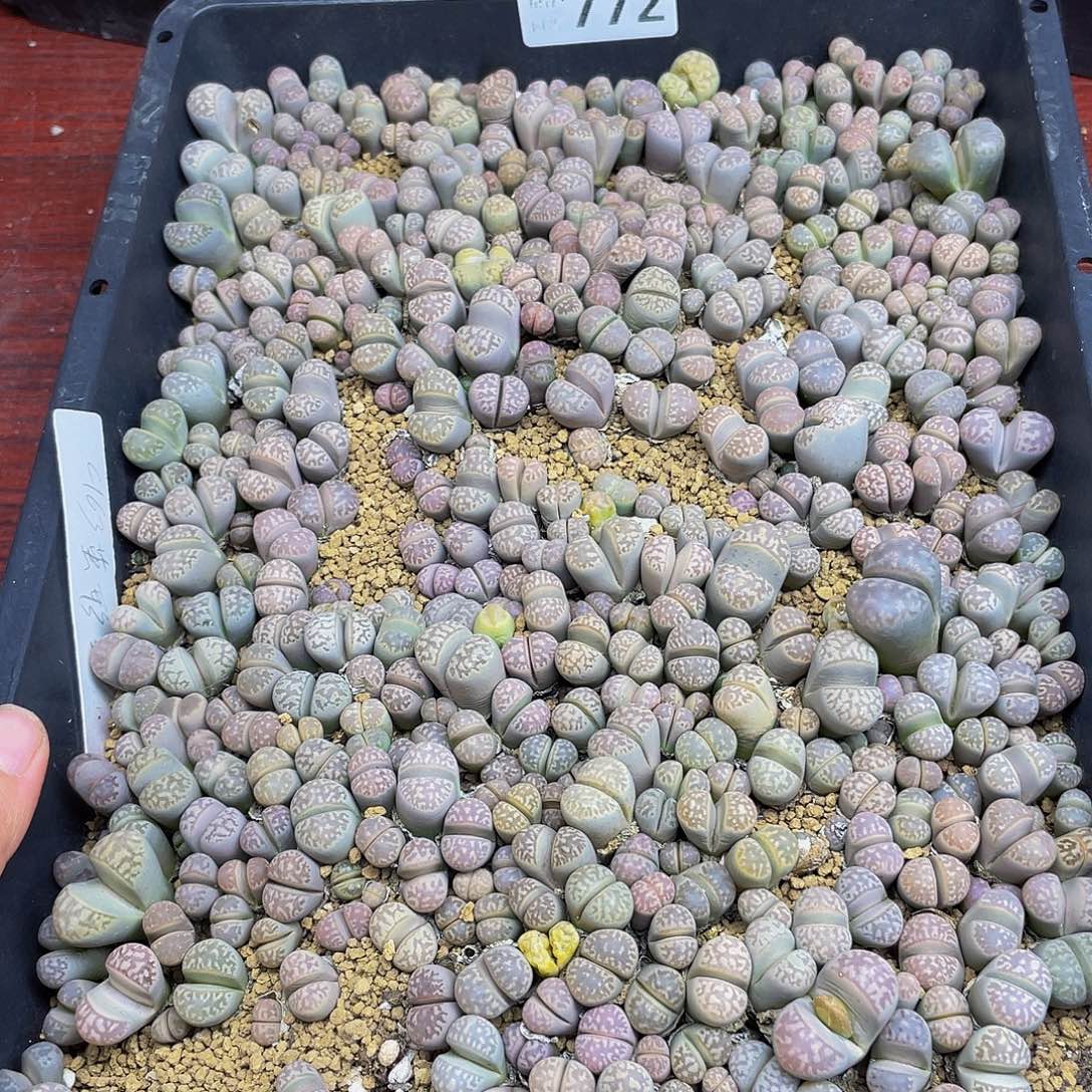 77200000000花花花花花花花