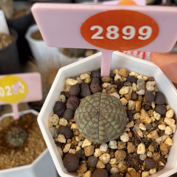 实生布杂28992899