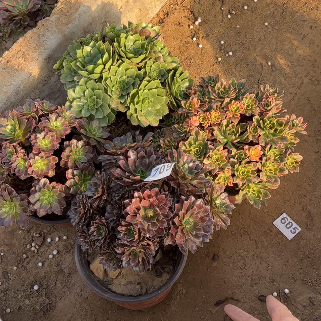 套餐709不包断枝的