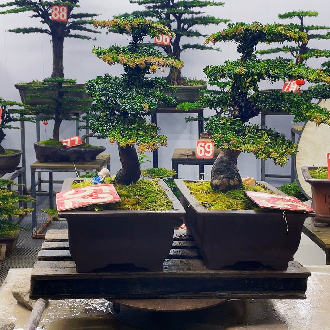 无花朵罗汉松红芽