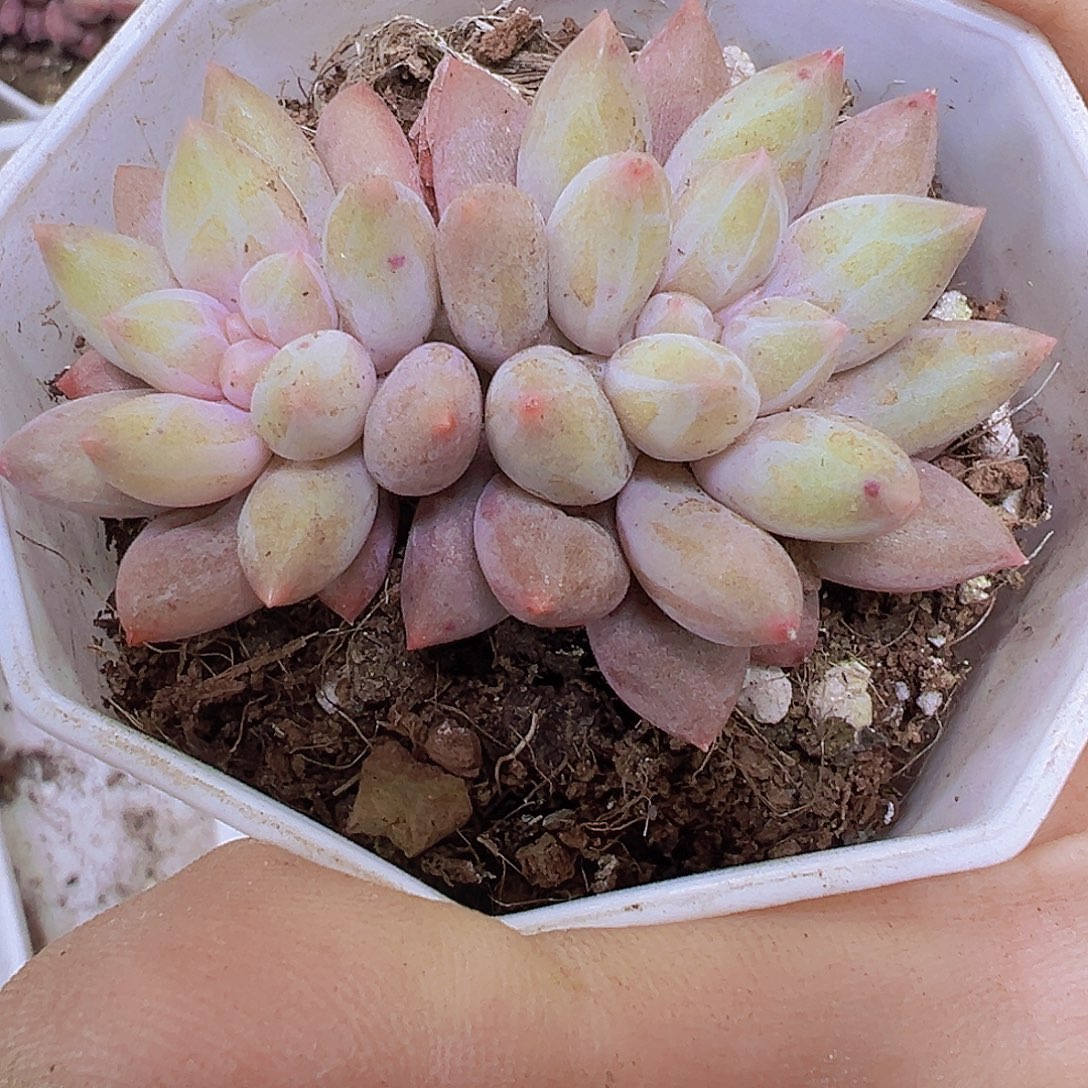 双头水晶球19包邮多肉