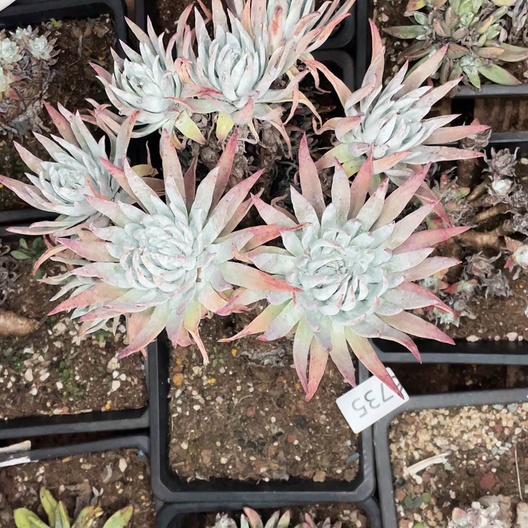 海****鲜仙女杯多头老桩6735