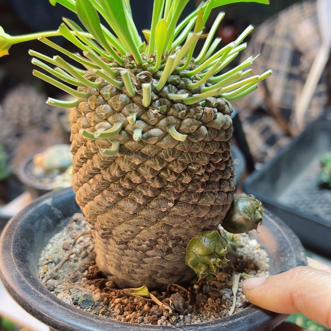 大铁甲晚肚子7.4公分