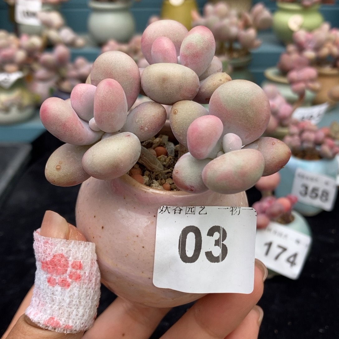 03糖果腰子蛋带盆土