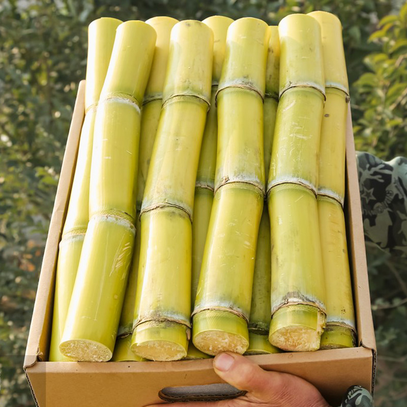 【专属2】云南正宗高山手撕脆皮黄金黄皮孕妇新鲜