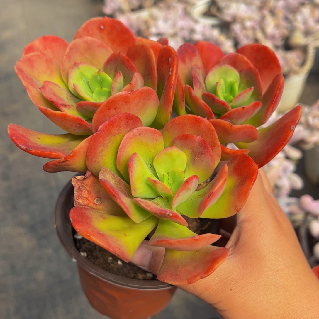 红梅三头起群生多肉