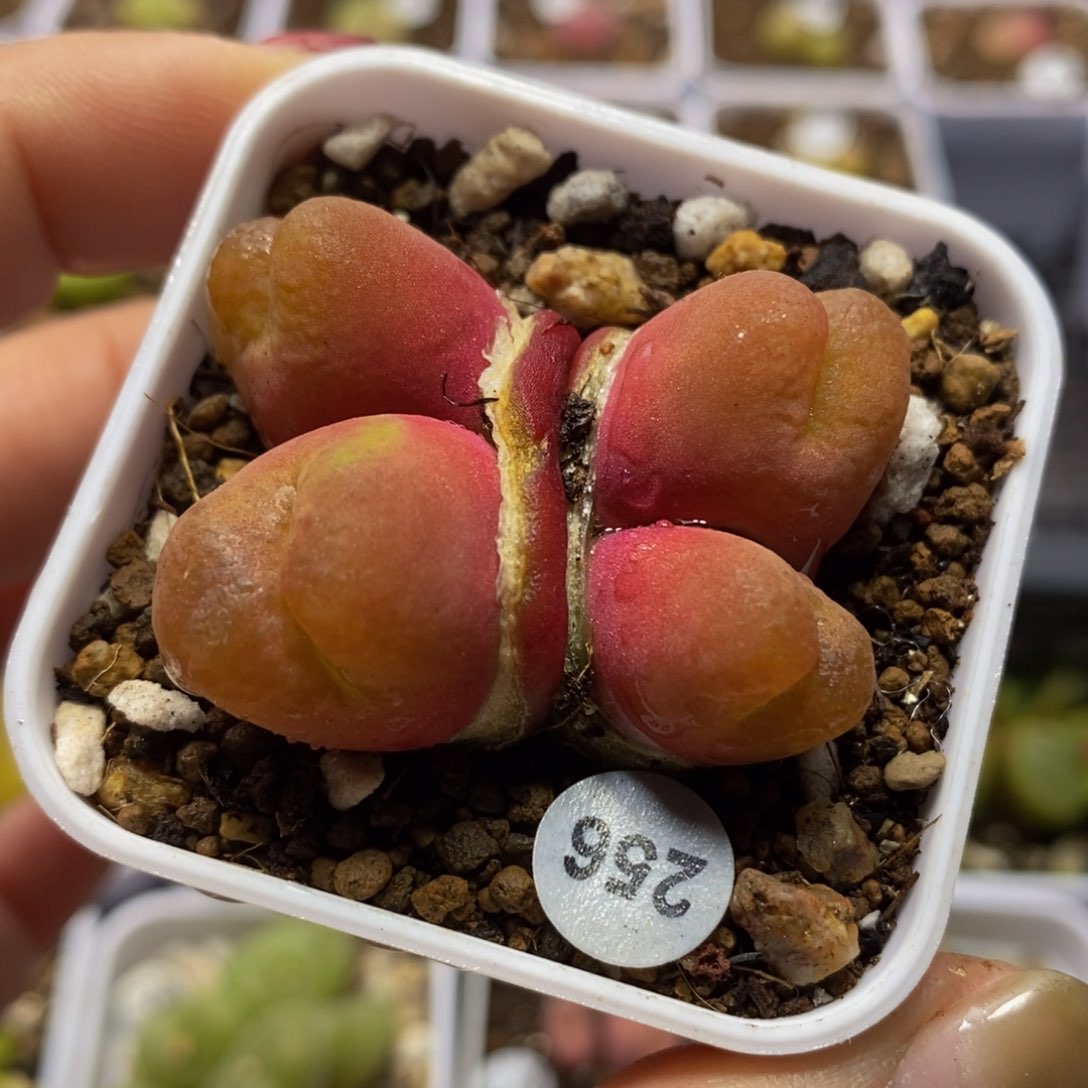 桔红色4头多肉植物
