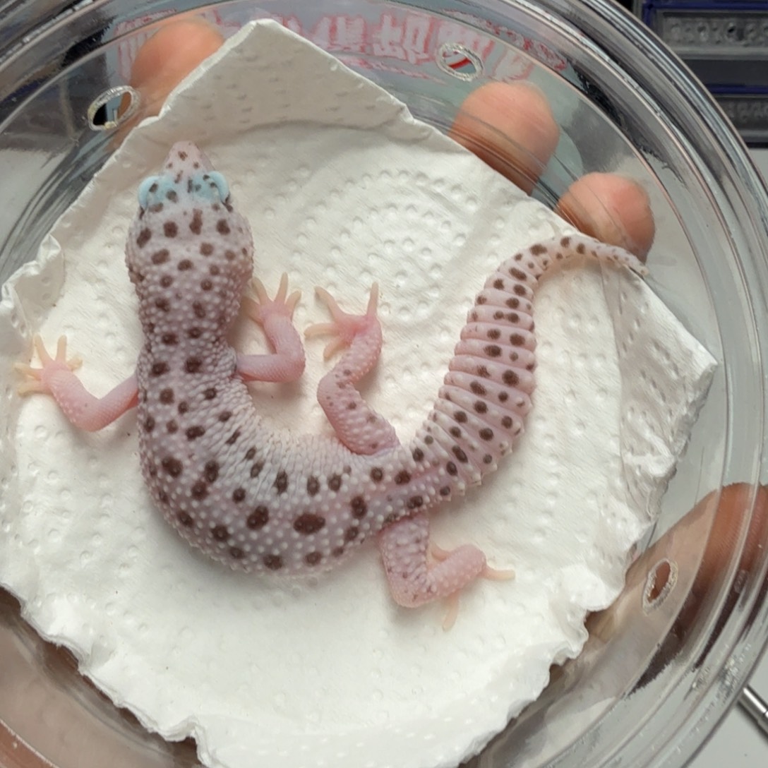 豹纹守宫星途妹妹