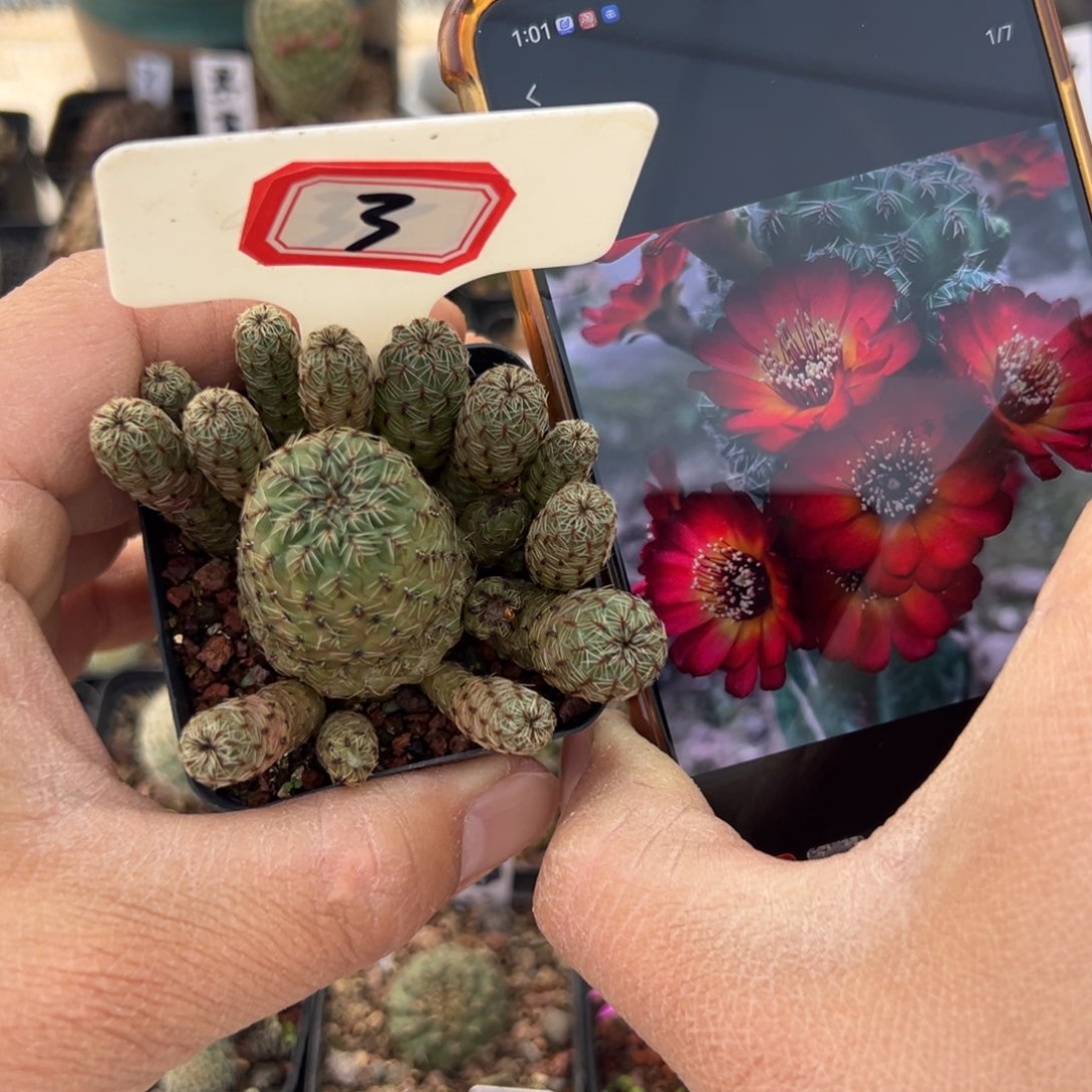 3开播福利沟宝山仙人球开花