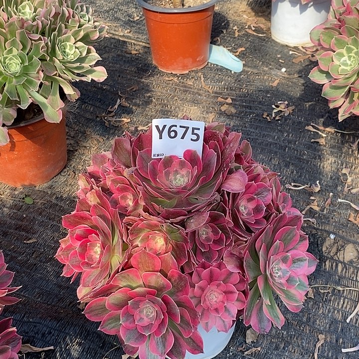 快***天女朗675。                