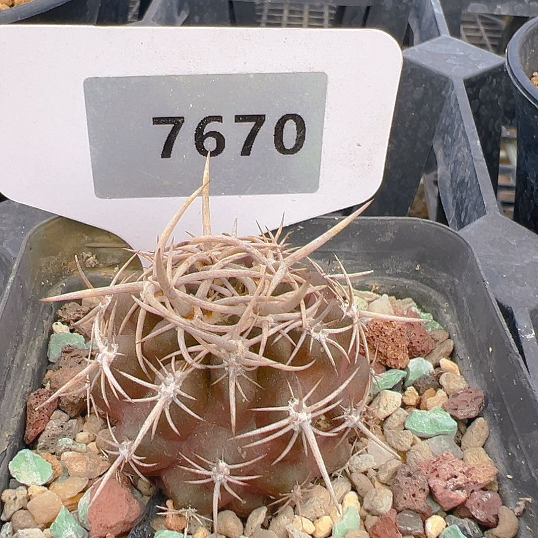 7670登阳实生裸根发货