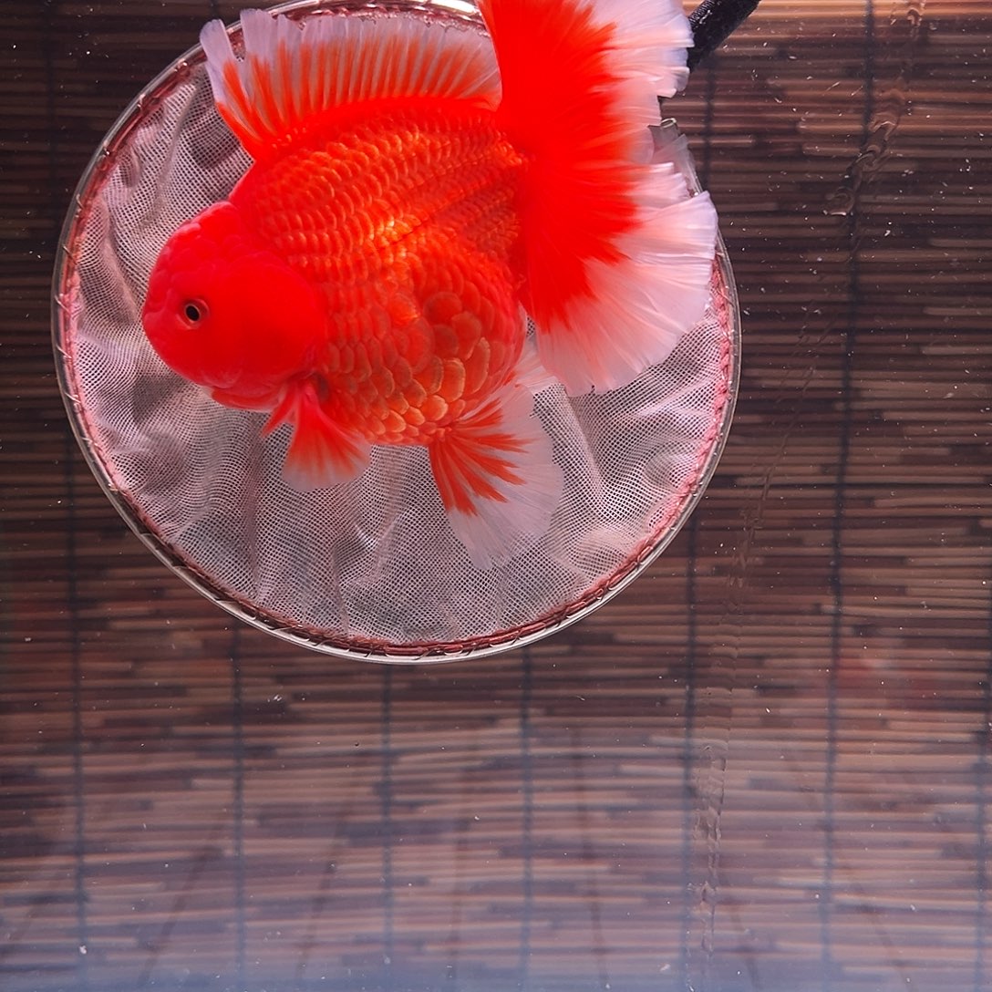 金鱼百褶泰狮冷水金鱼