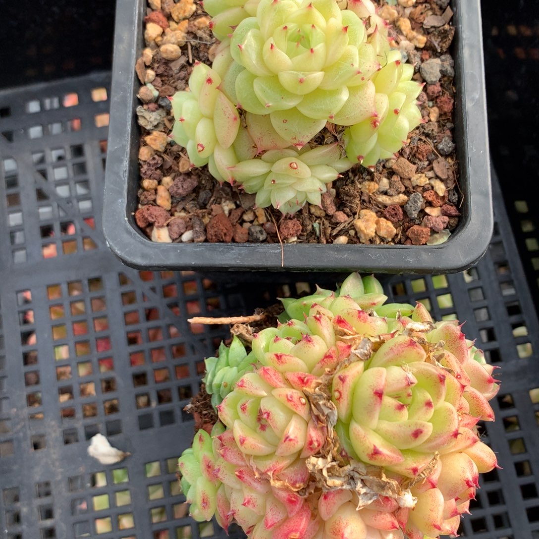 1202-100 套餐一组