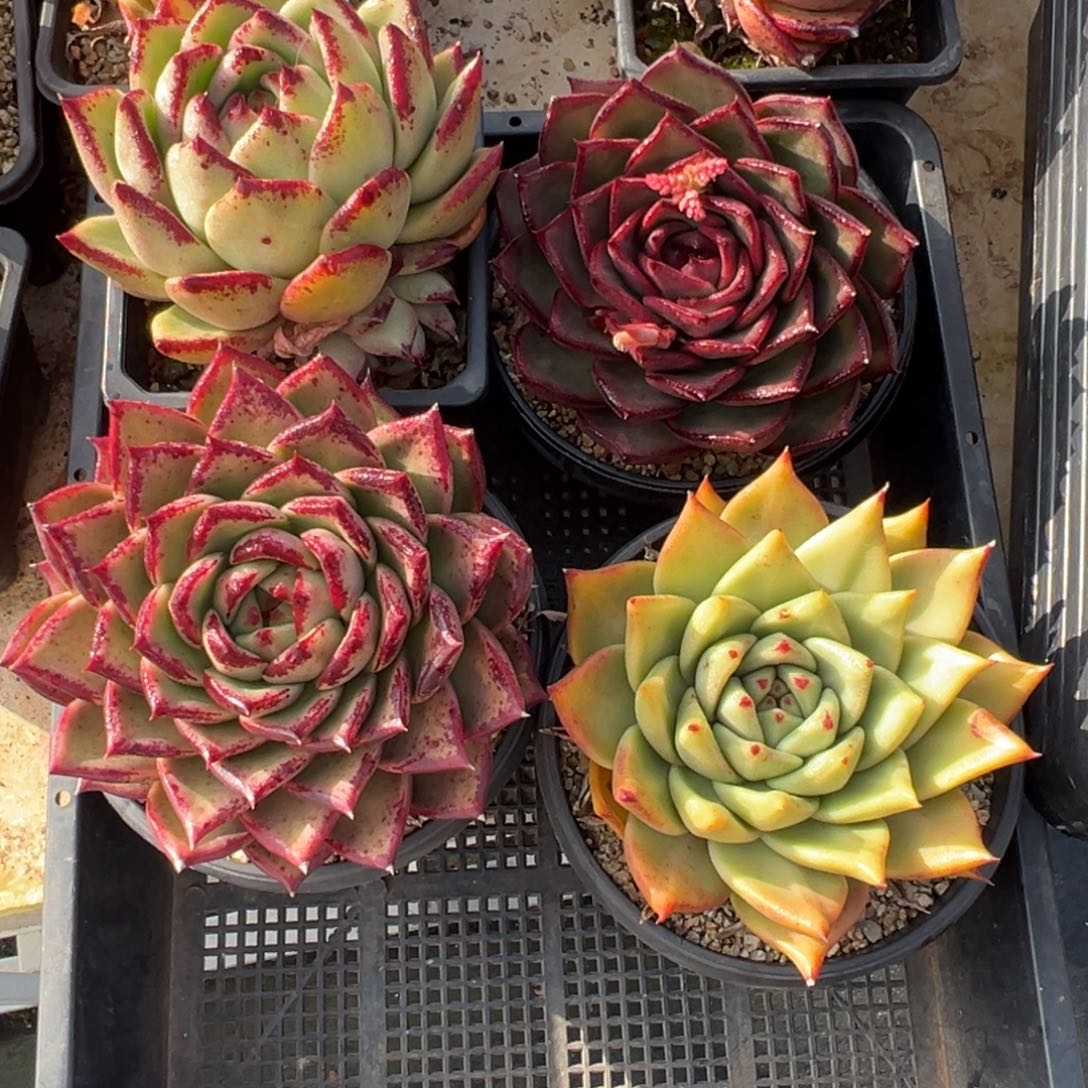 从前慢多肉精选编号0113.34