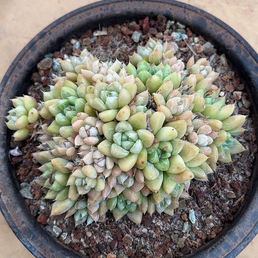 524-66映月台多肉植物