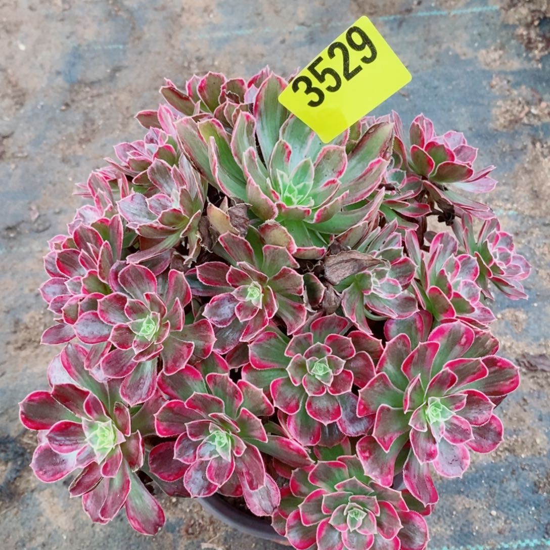 安娜多肉植物3529