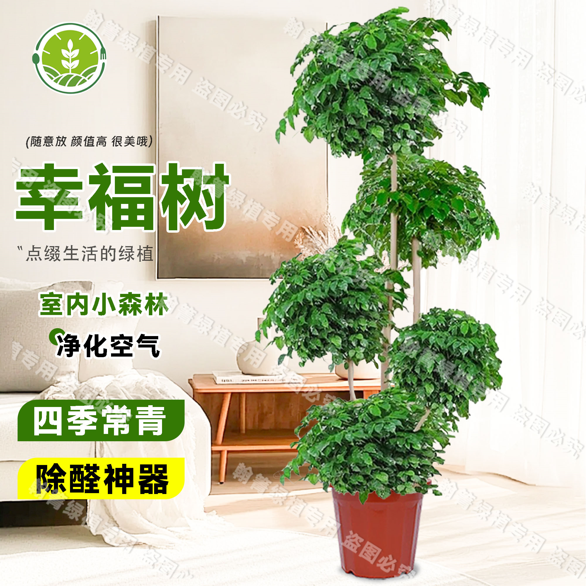 幸福树五层绿植大型盆栽老桩室内客厅四季常绿植物