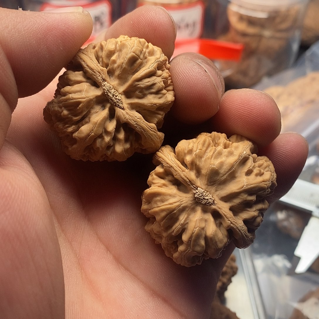 文玩核桃把件記*?粗筋37全品