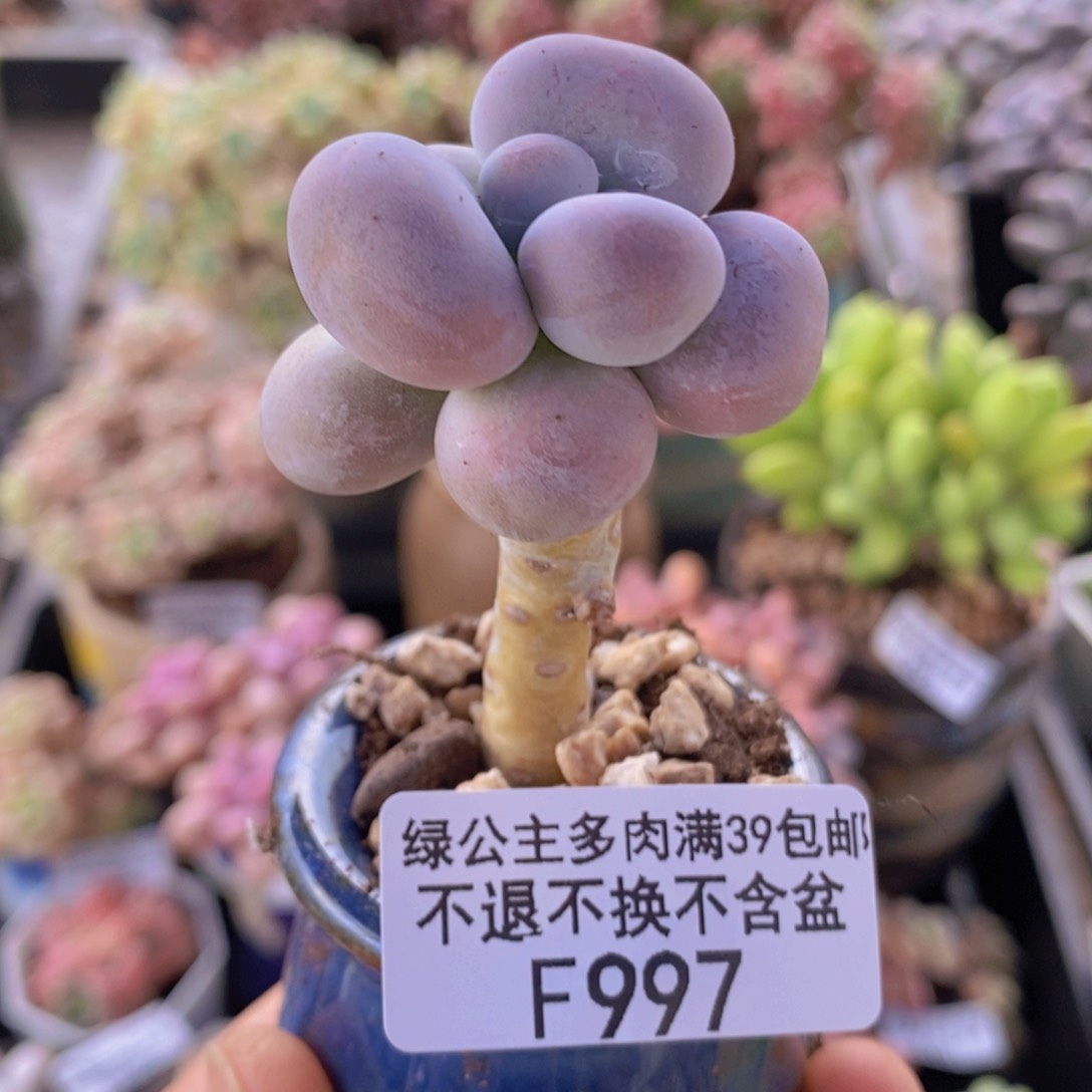 芭比奶洛单头997多肉植物