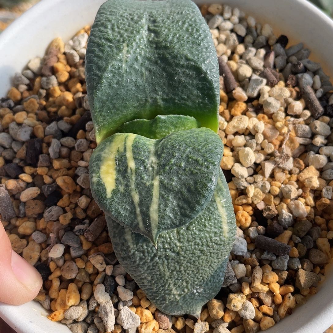 046脱土发货11111111