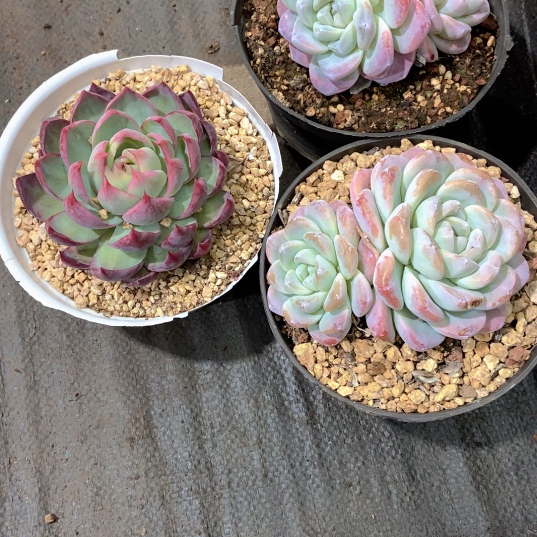 ****水冰玉惊鸿仙子多肉植物老桩