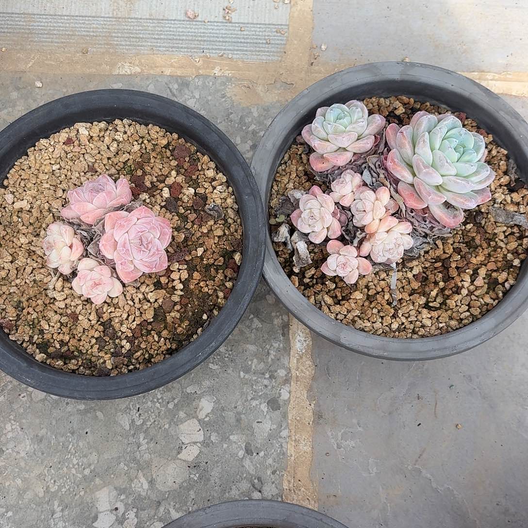 8***729.003冰玉组合多肉组合