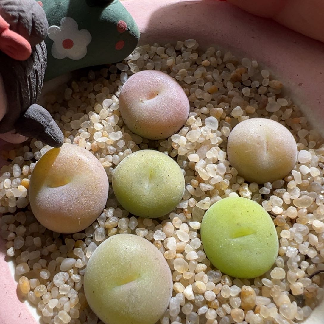 82。青蛙种源园艺空卡佛 一盆