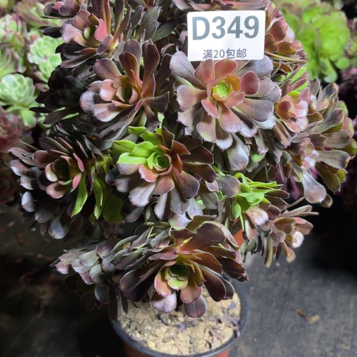 瑞妈一物一拍349