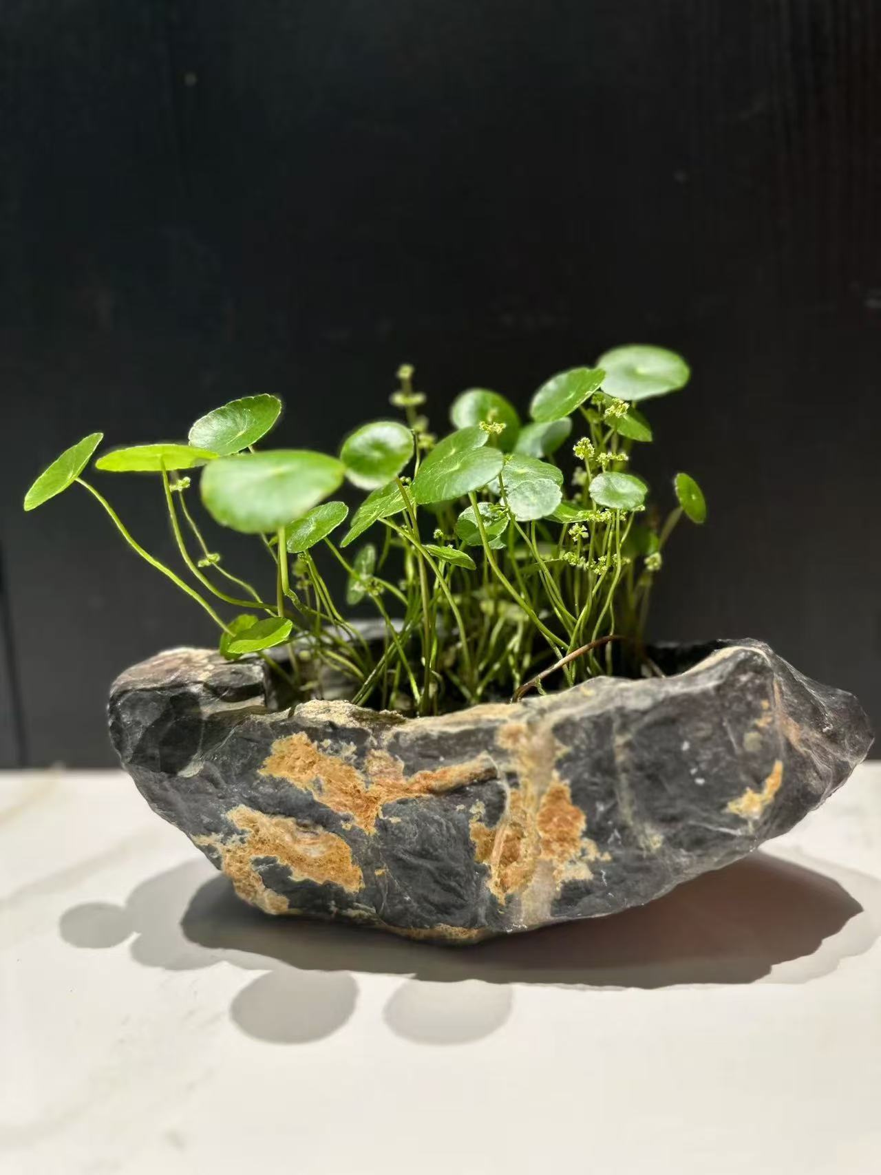 【直播专链1】精品灵璧奇石