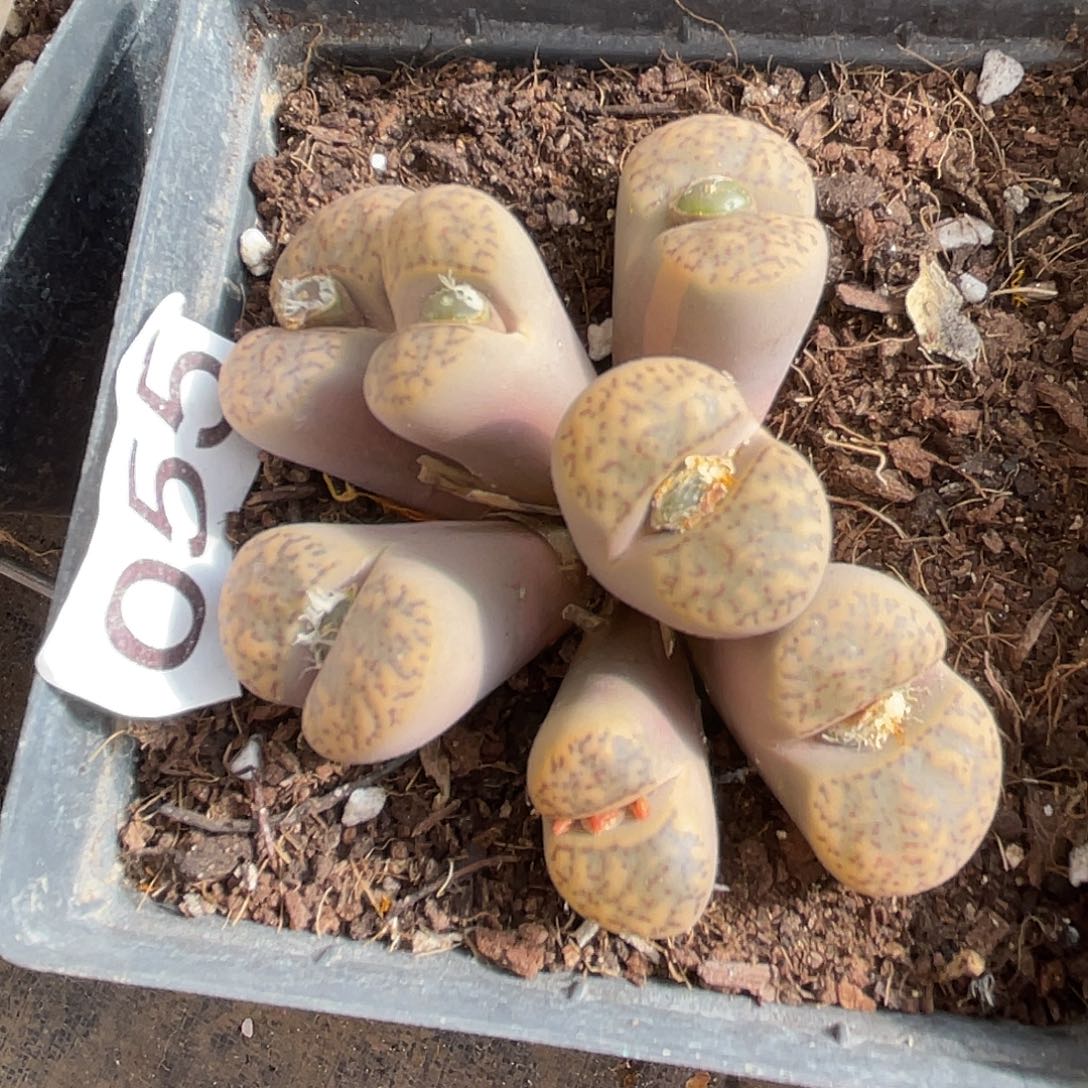 生石花一颗哲留玉055