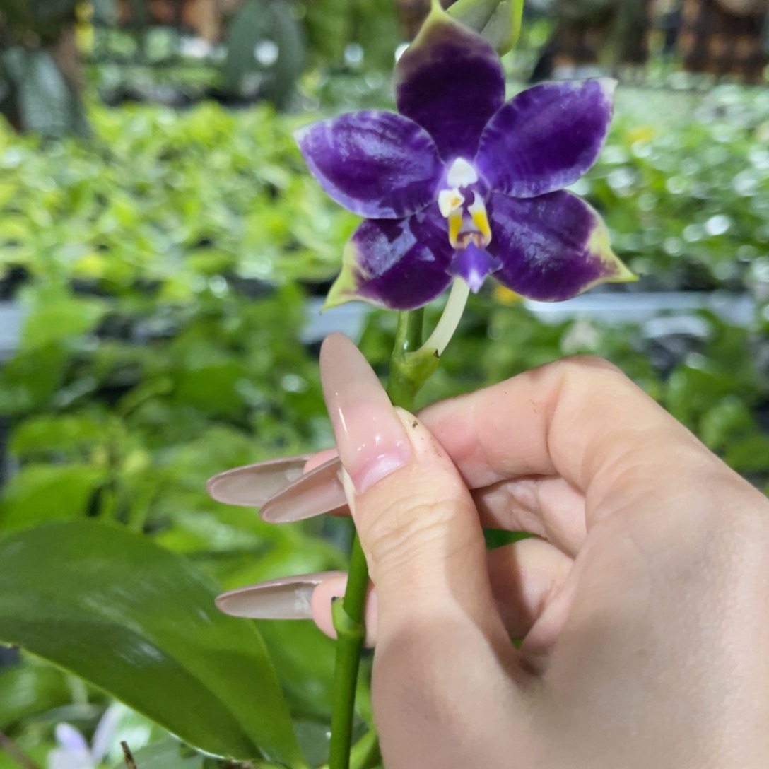 完全开放柳林3597