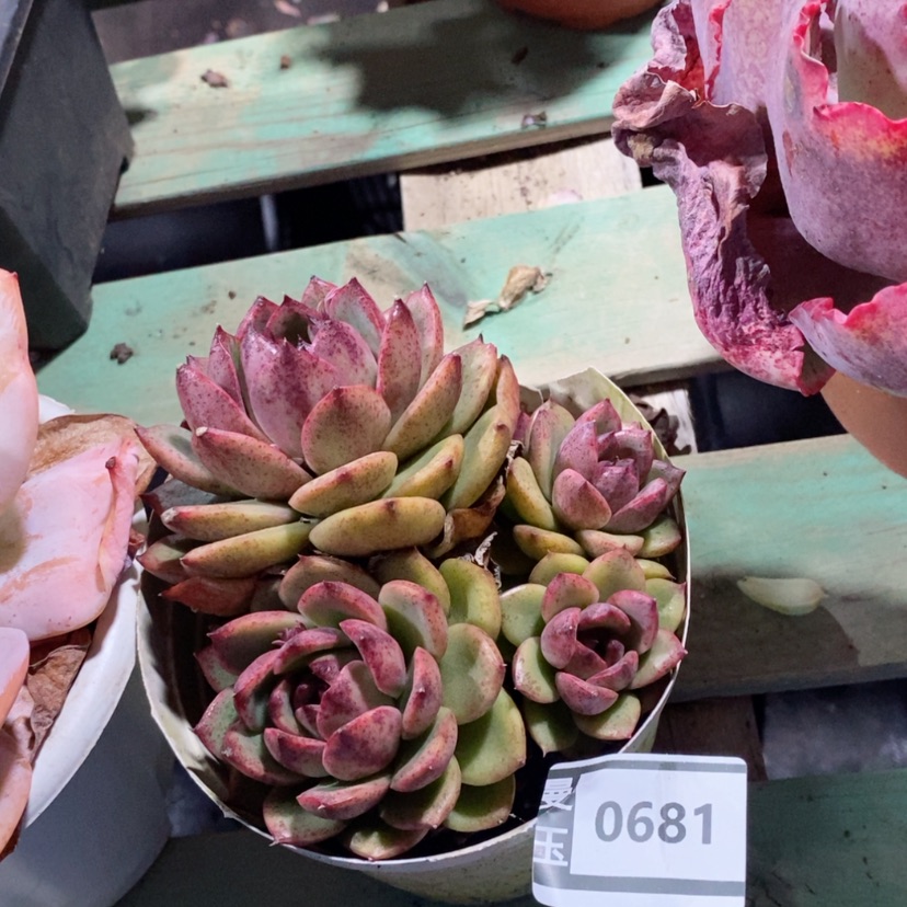 【闪购商品】蓝莓0681