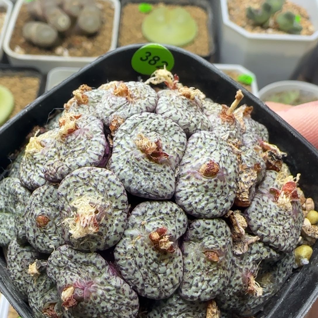 密纹安贞群多肉植物382