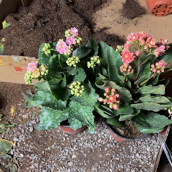 少量花朵（建议范围：2朵-5朵 或40%以下）金丝带，彩蝶