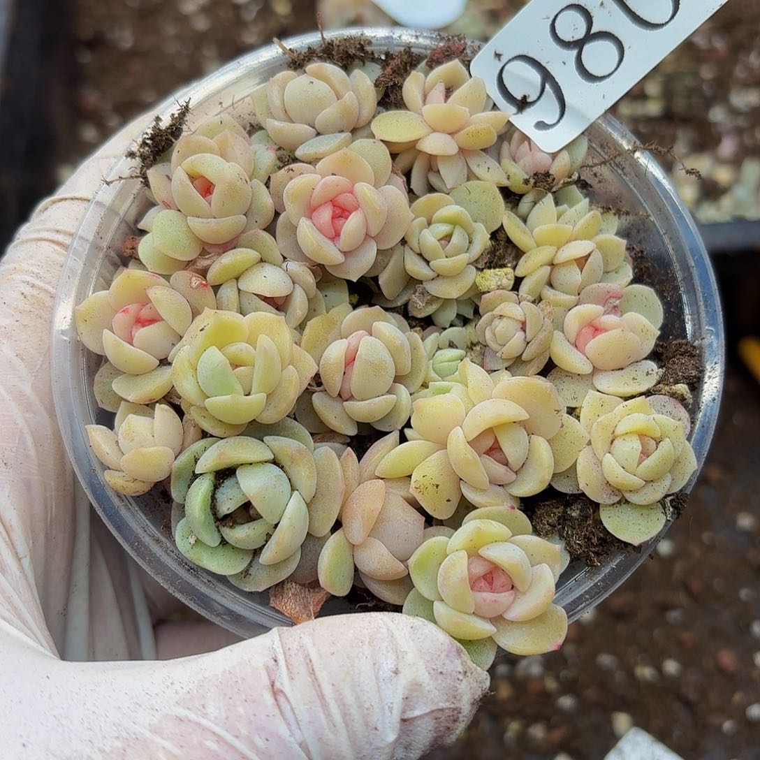 多肉植物多肉植物980