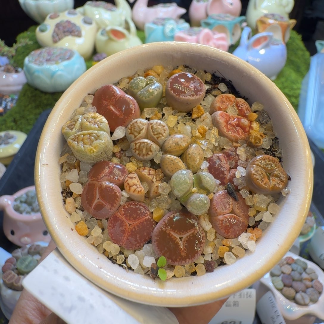 多肉植物福利冲505