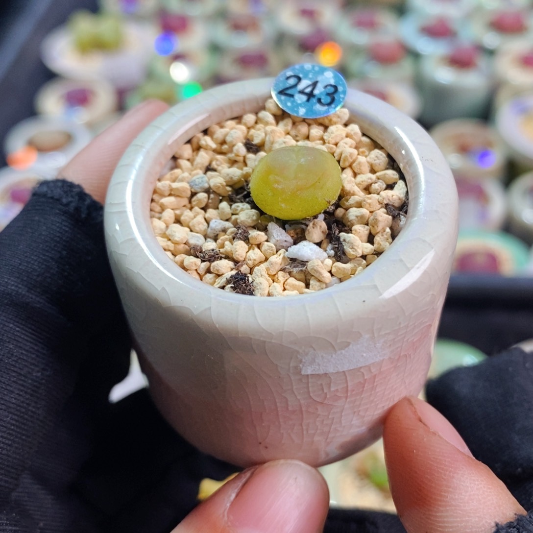 6068--一物一拍 带盆 