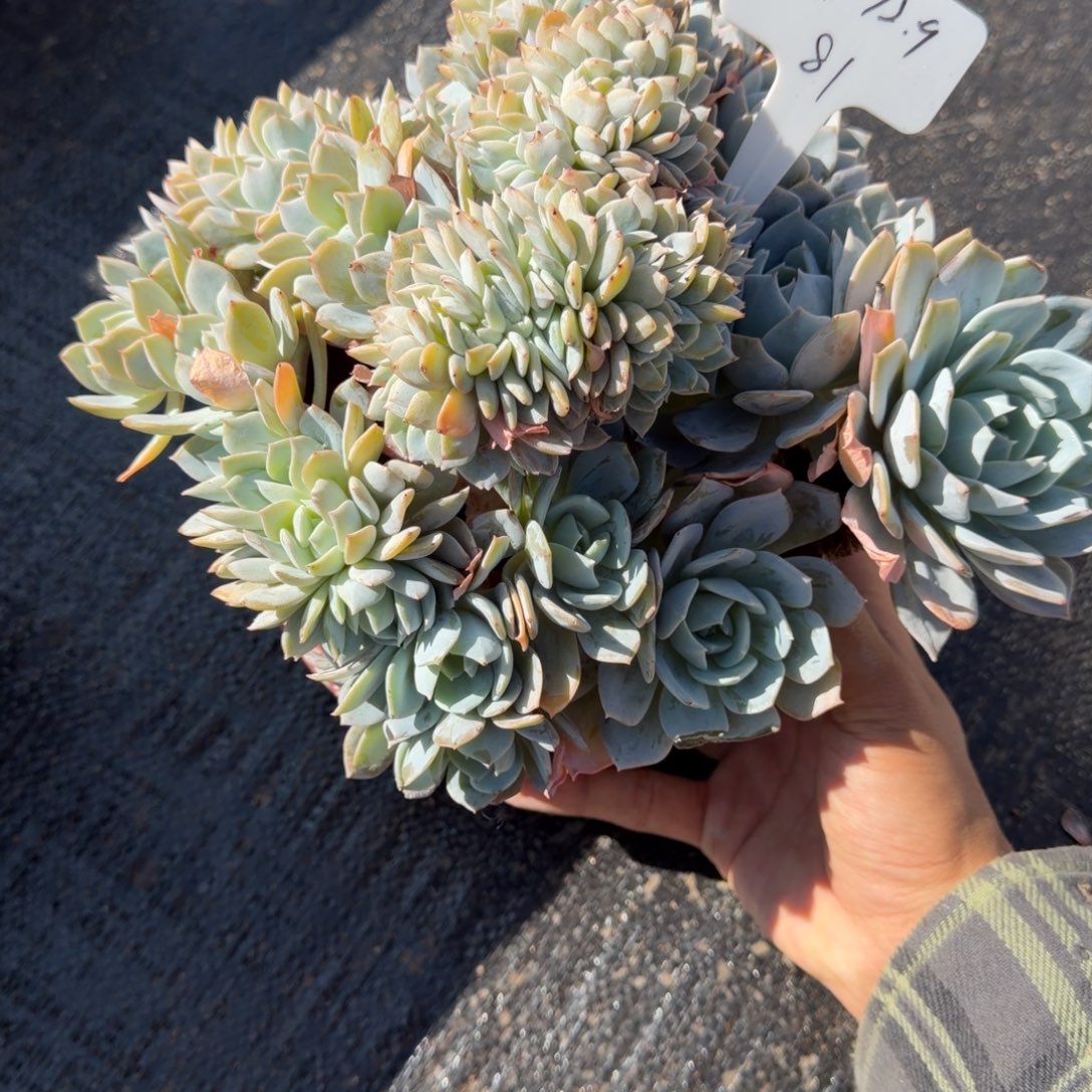 J***花一物一拍100➕69白茶缀81