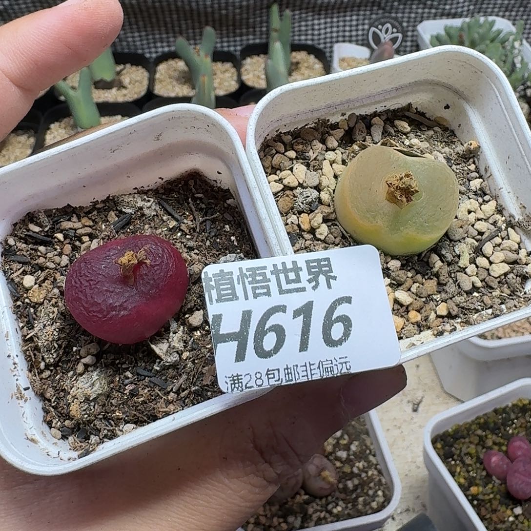 多肉植物的润泽gnnm