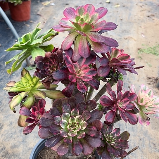 多肉植物法师嫁接19