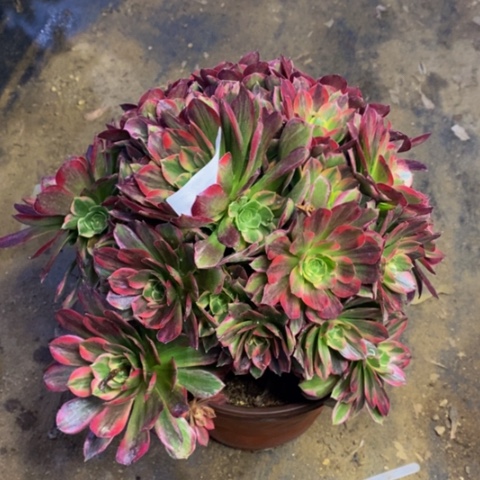 安娜多肉植物2591